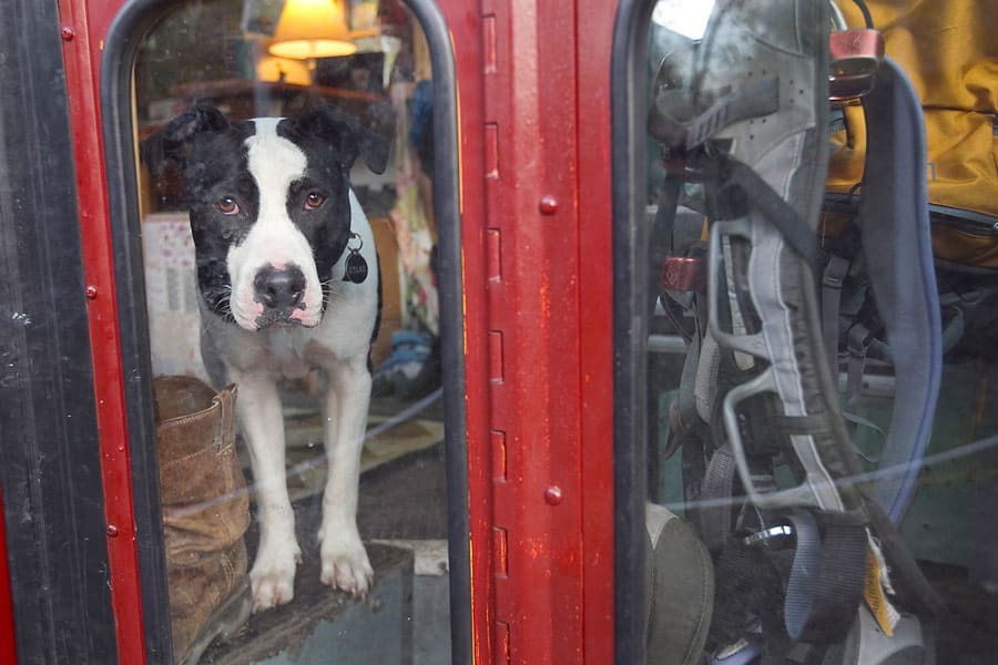 rosie 1978 bluebird school bus 6