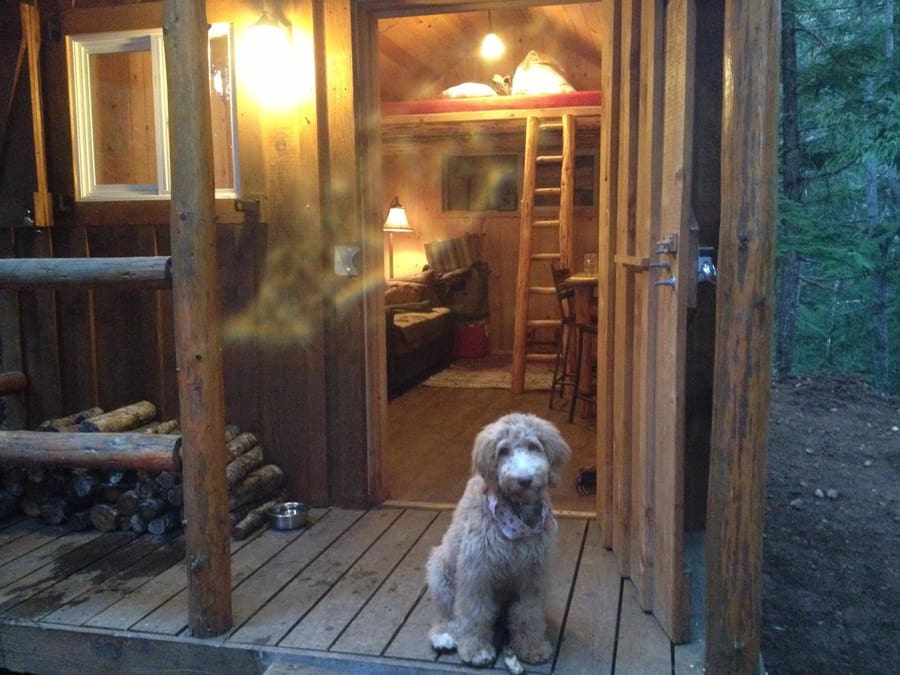 tiny cabin in the woods 3