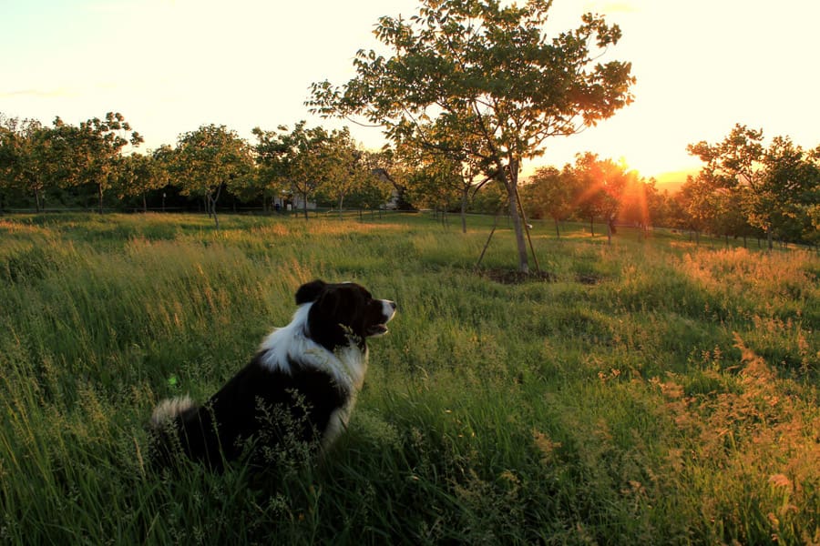 walnut grove tiny house 5