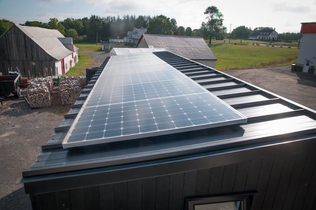 Eucalyptus minimaliste 2