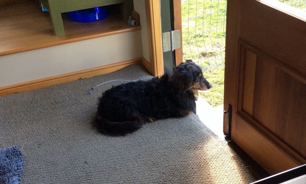 the mustard yellow house 8