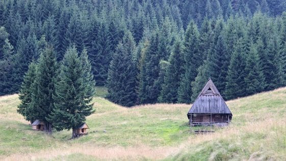 shepard hut