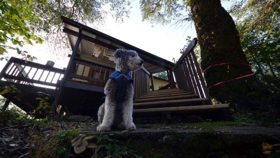 packers cabin 6