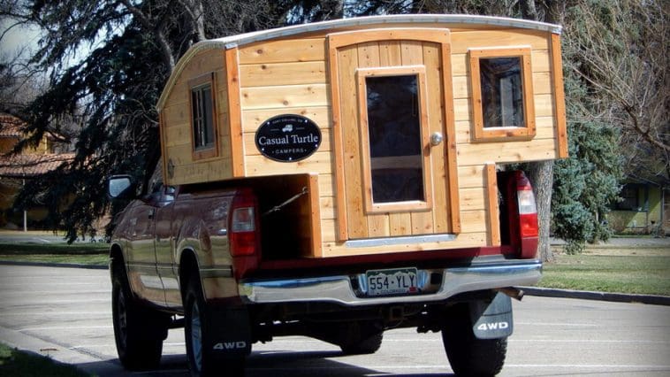 half shell casual turtle 1