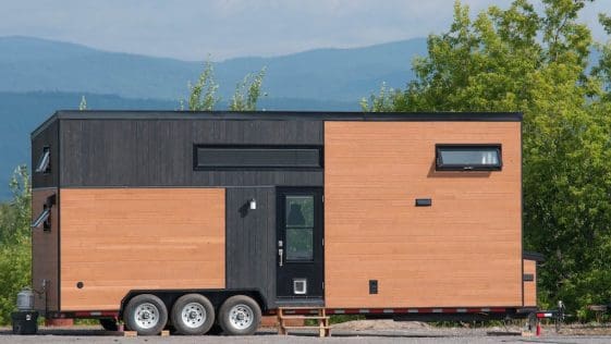 Eucalyptus minimaliste 1