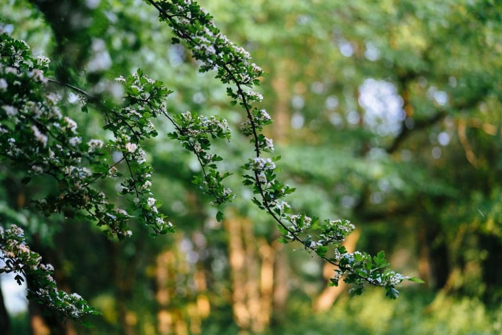 Enjoy A Relaxing Break In This Fabulous Elham Treehouse In The Historic Kent Village 19 117437
