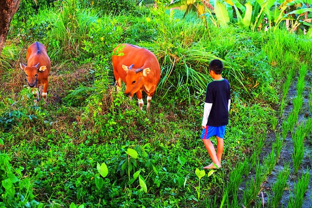 Bamboo Eco Cottage Ubud 06