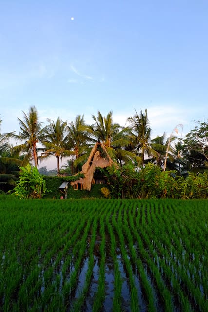 Bamboo Eco Cottage Ubud 07