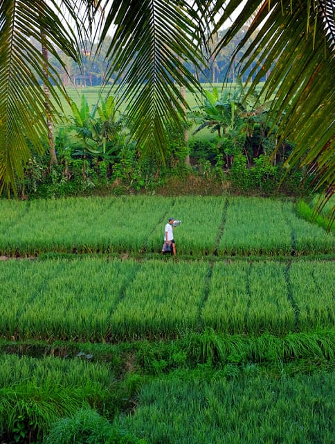 Bamboo Eco Cottage Ubud 10