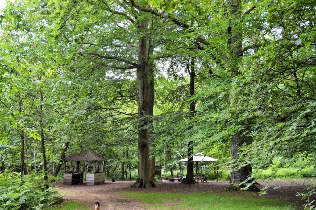 Fall in love With Nature’s Simpler Way Of Life With A Stay At This Magical, Off-grid Glampsite Adhurst Estate Yurts In The Hampshire Countryside 12 15403