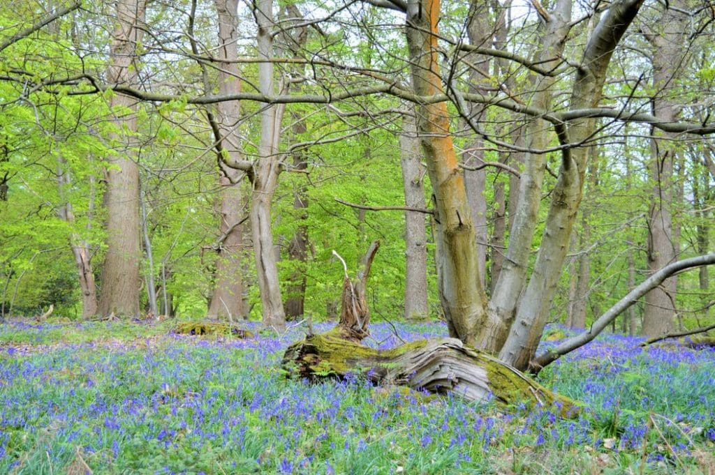 Fall in love With Nature’s Simpler Way Of Life With A Stay At This Magical, Off-grid Glampsite Adhurst Estate Yurts In The Hampshire Countryside 15 15414